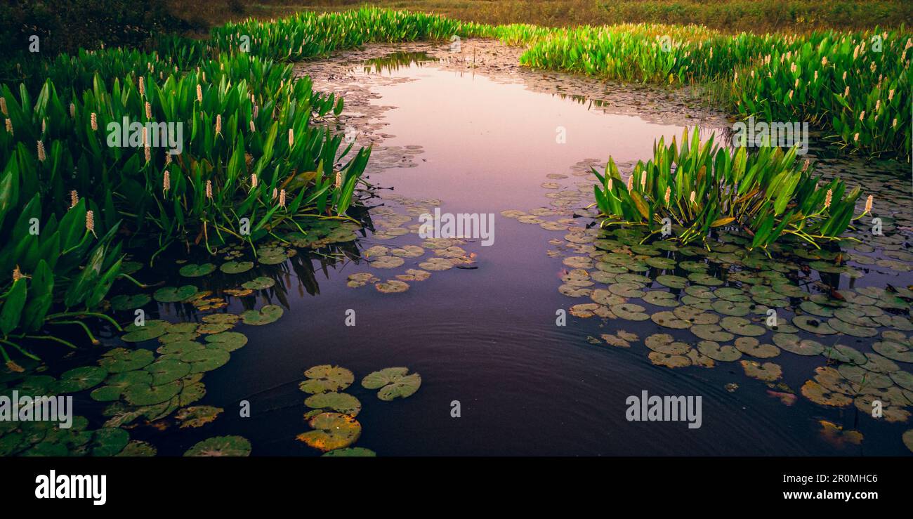 Ein ruhiges Feuchtgebiet, umgeben von üppigem Grün, mit einem Teich, der seine natürliche Schönheit widerspiegelt. Keine weitere Seele in Sicht. Stockfoto