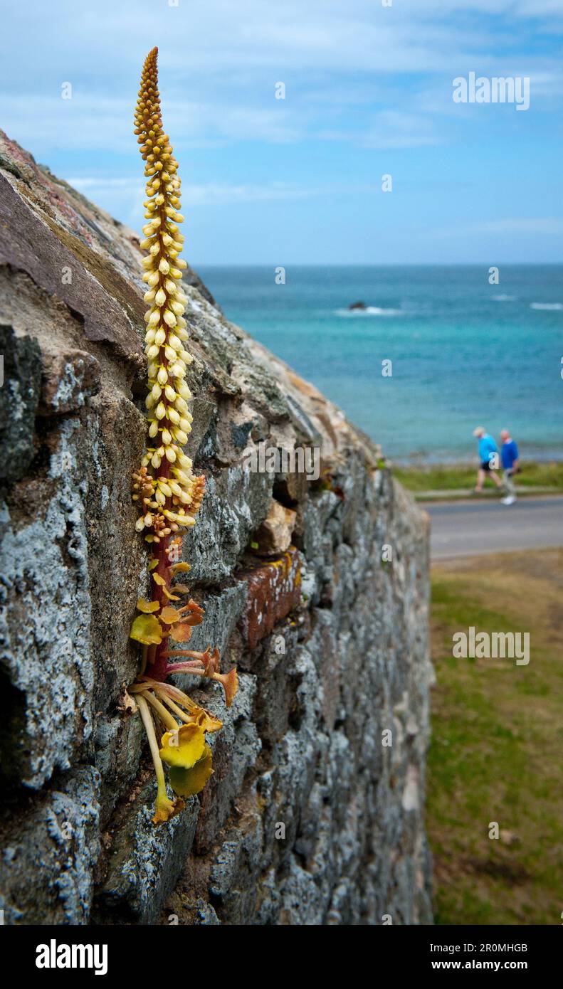 Kanalinsel Alderney Stockfoto