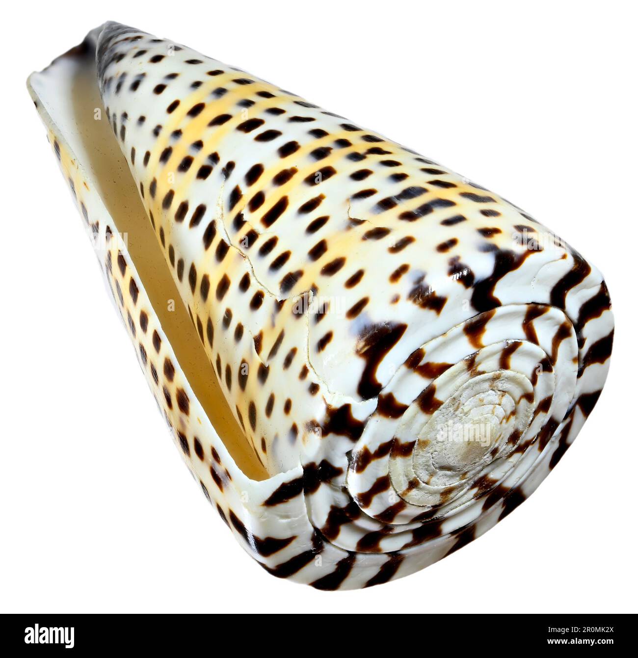 Imperial Cone Shell [Conus Imperialis] c7cm. Philippinen Stockfoto