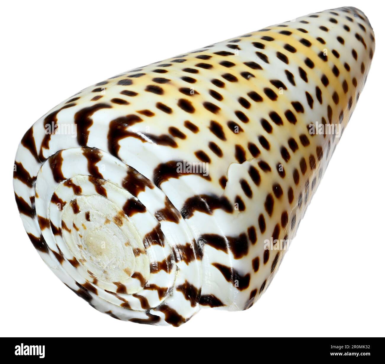 Imperial Cone Shell [Conus Imperialis] c7cm. Philippinen Stockfoto