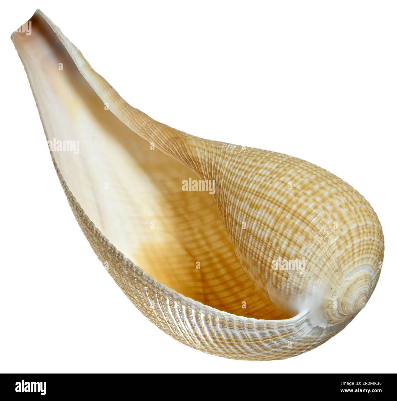 Anmutige Figur Shell (Ficus Gracilis) 13cm Stockfoto