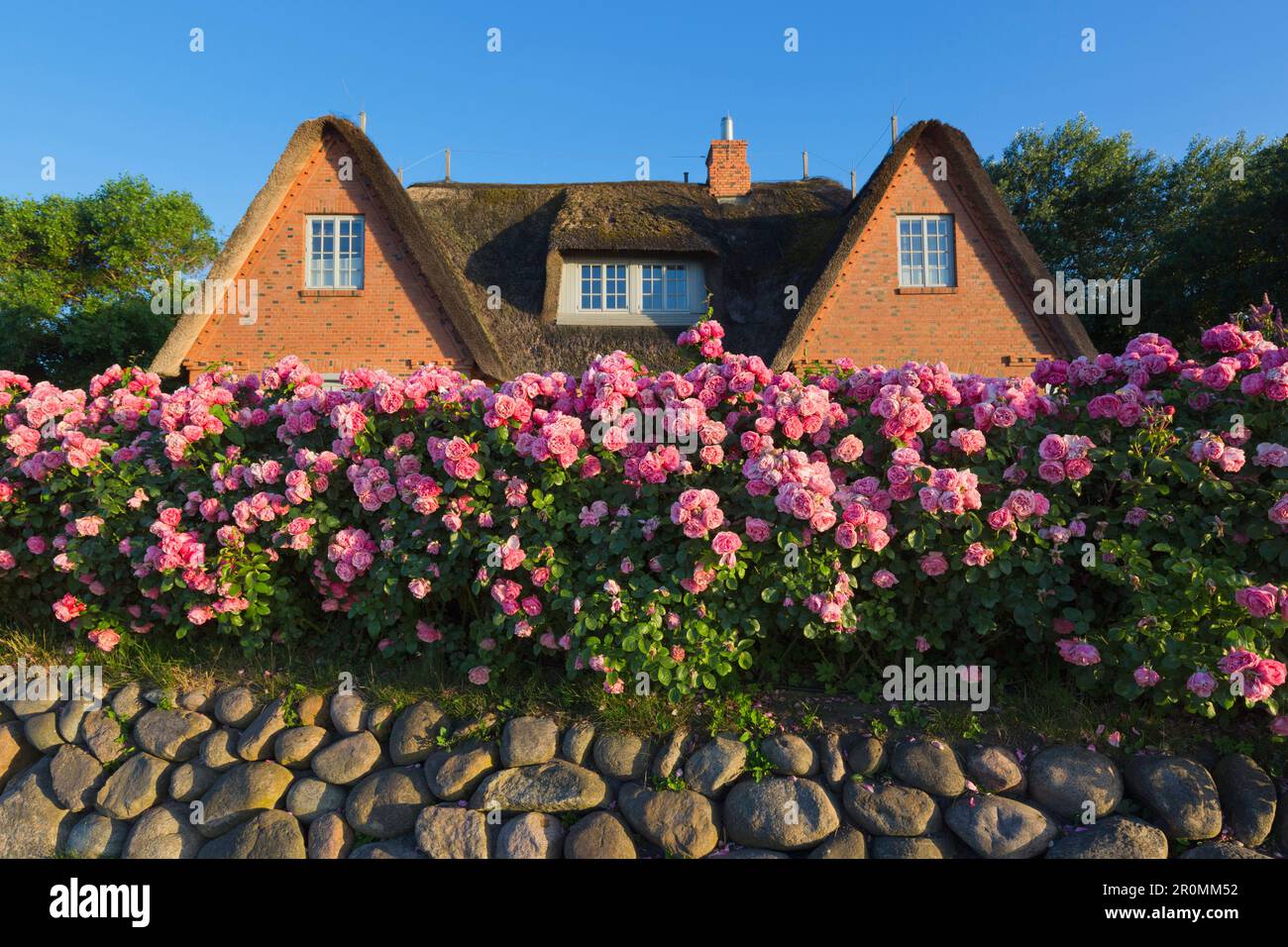 Blumenarrangements in Friesenhäusern, Keitum, Sylt, Nordsee, Schleswig-Holstein, Deutschland Stockfoto