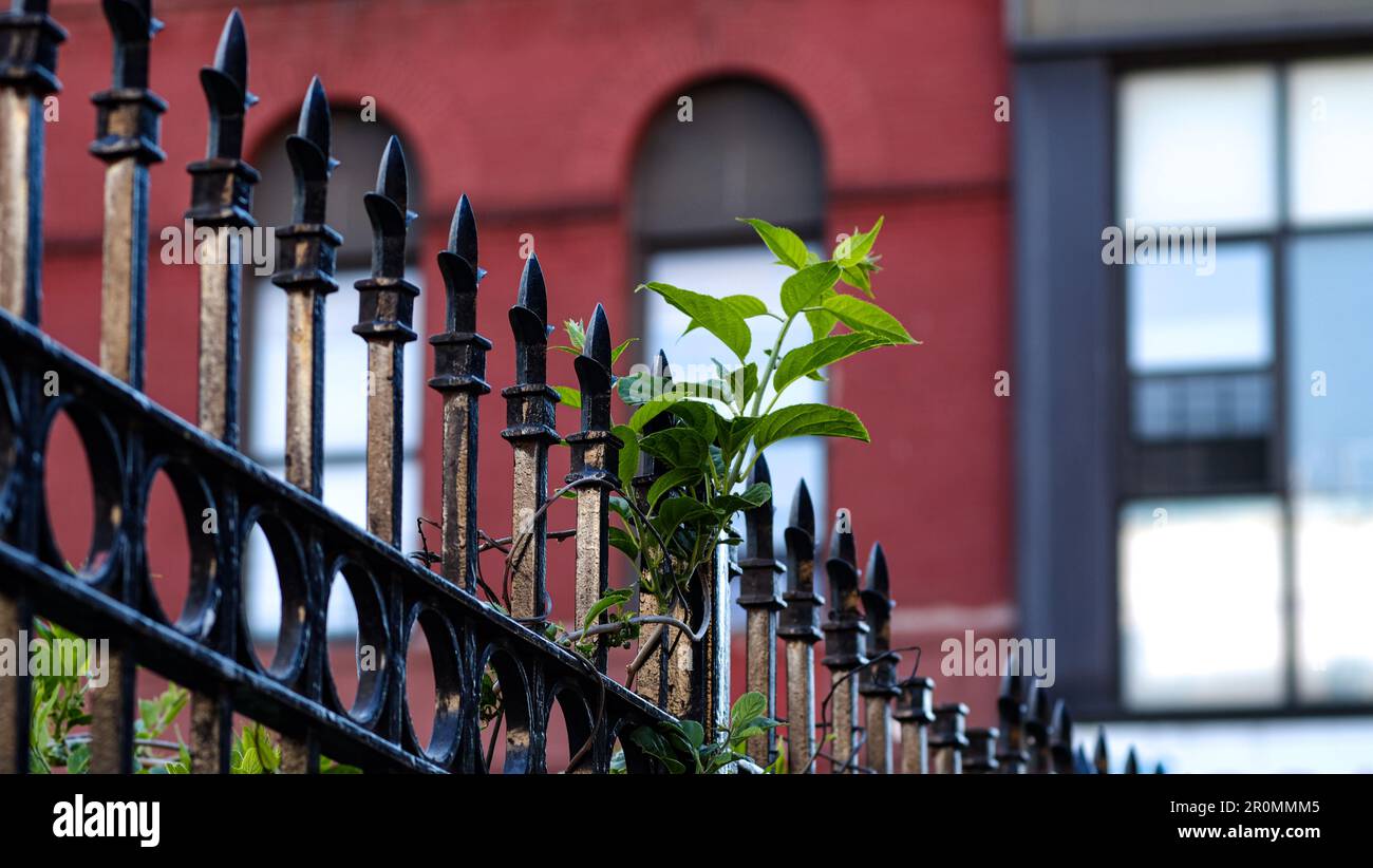 Brooklyn Neighborhood Street Fotografie der Natur im Urban Jungle of New York City im Frühling Stockfoto