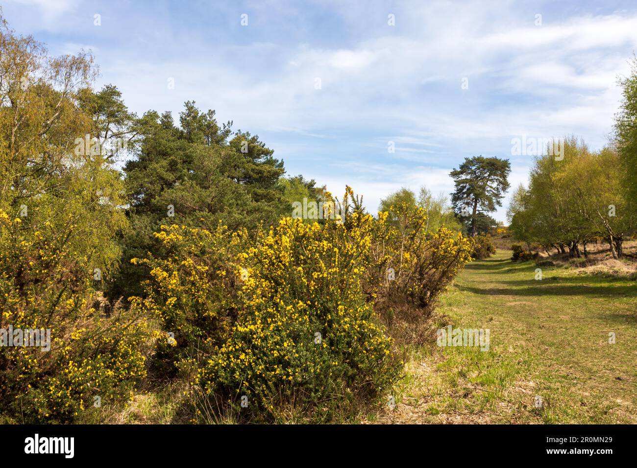 Im Old Lodge Nature Reserve im Ashdown Forest, Sussex, Großbritannien Stockfoto