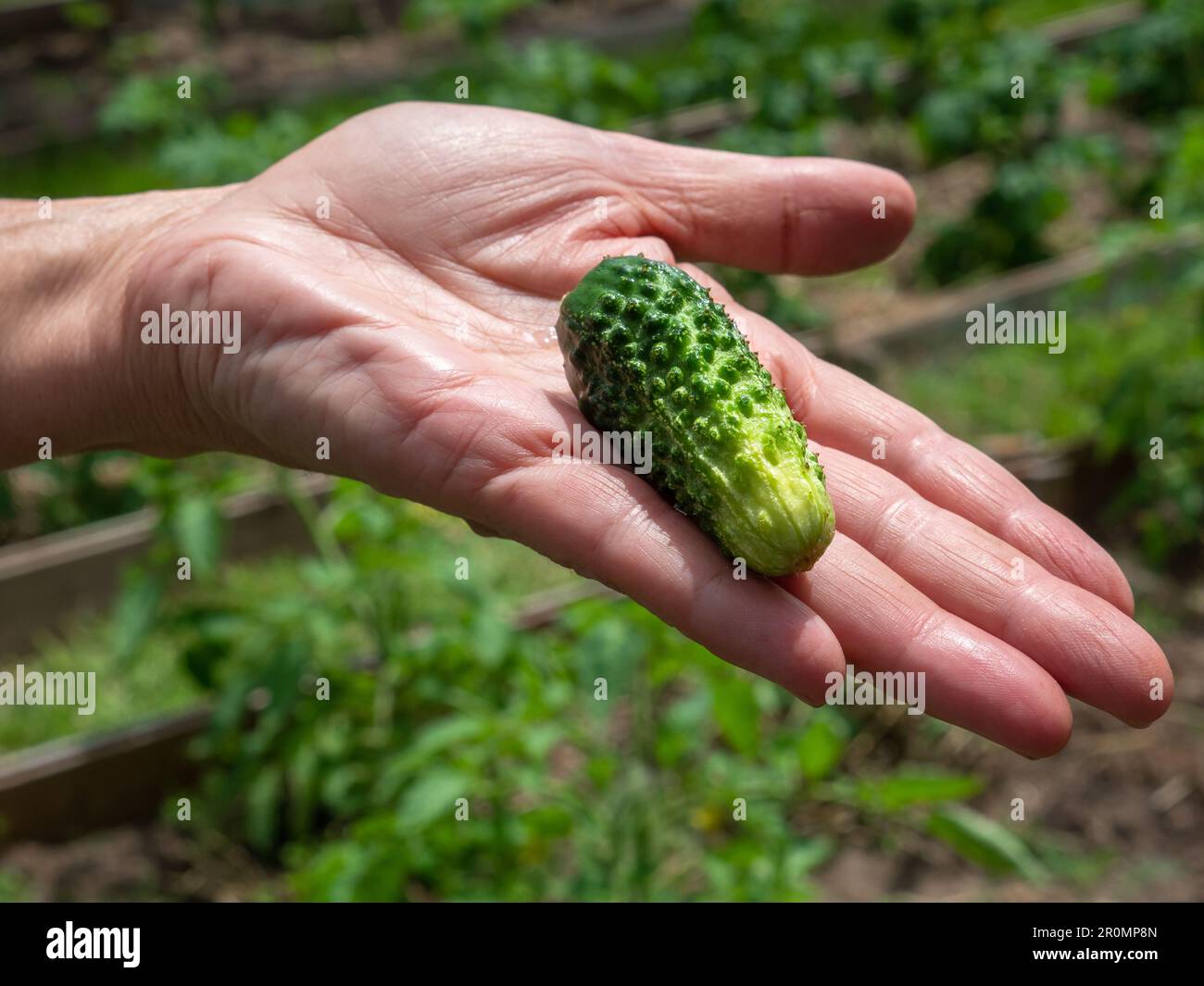 Offene Palme mit einer kleinen, niedlichen Gurke, die an einem sonnigen Sommertag in der Hand einer Frau im Freien liegt. Stockfoto