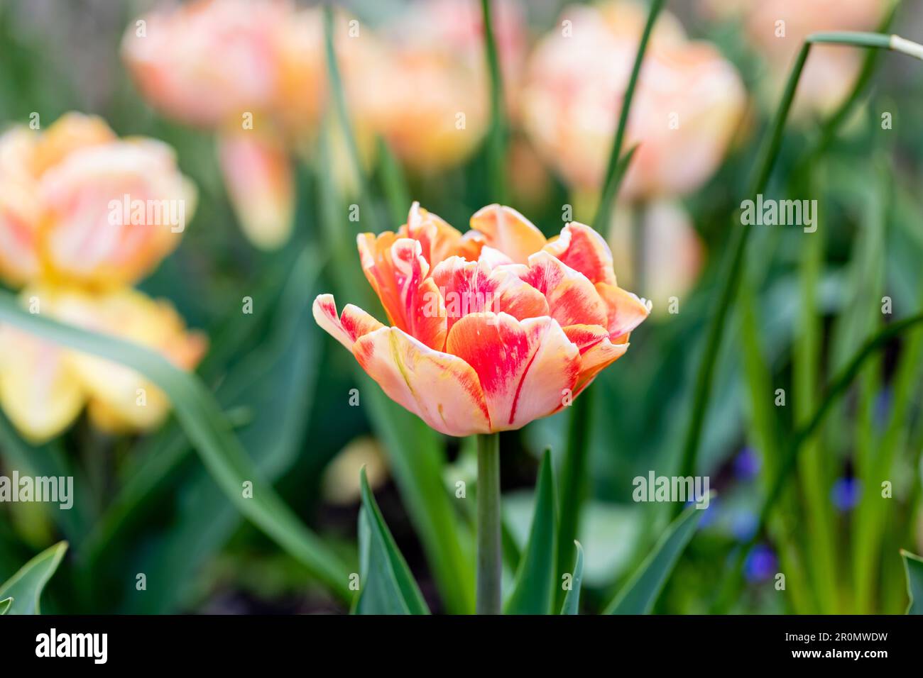 Aprikosen-Orangen-Tulpenblüte. Dorset, England, Großbritannien Stockfoto