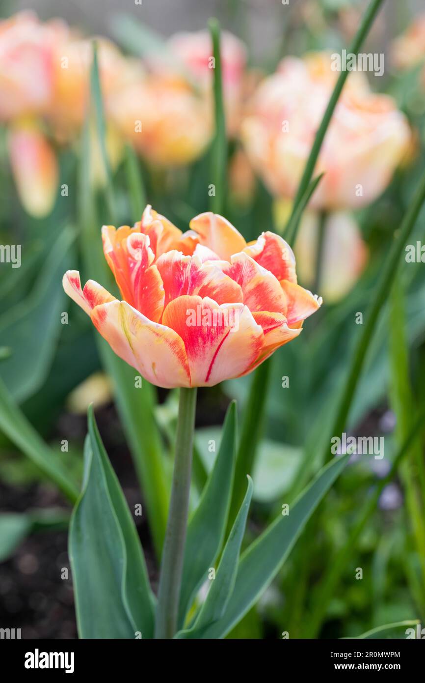 Aprikosenorange Tulpenblüte, vertikales Bild. Dorset, England, Großbritannien Stockfoto