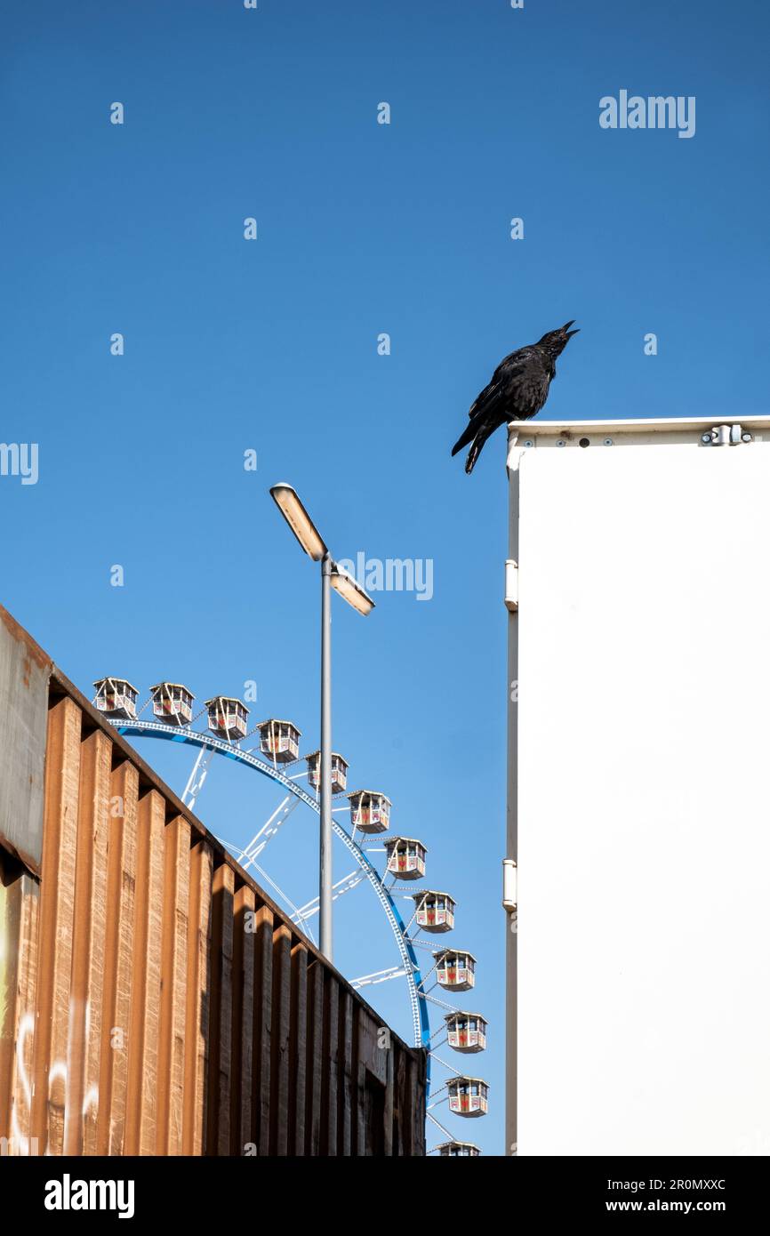 Krähe auf einem Container, im Hintergrund das Riesenrad, Theresienwiese, München, Bayern Deutschland Stockfoto