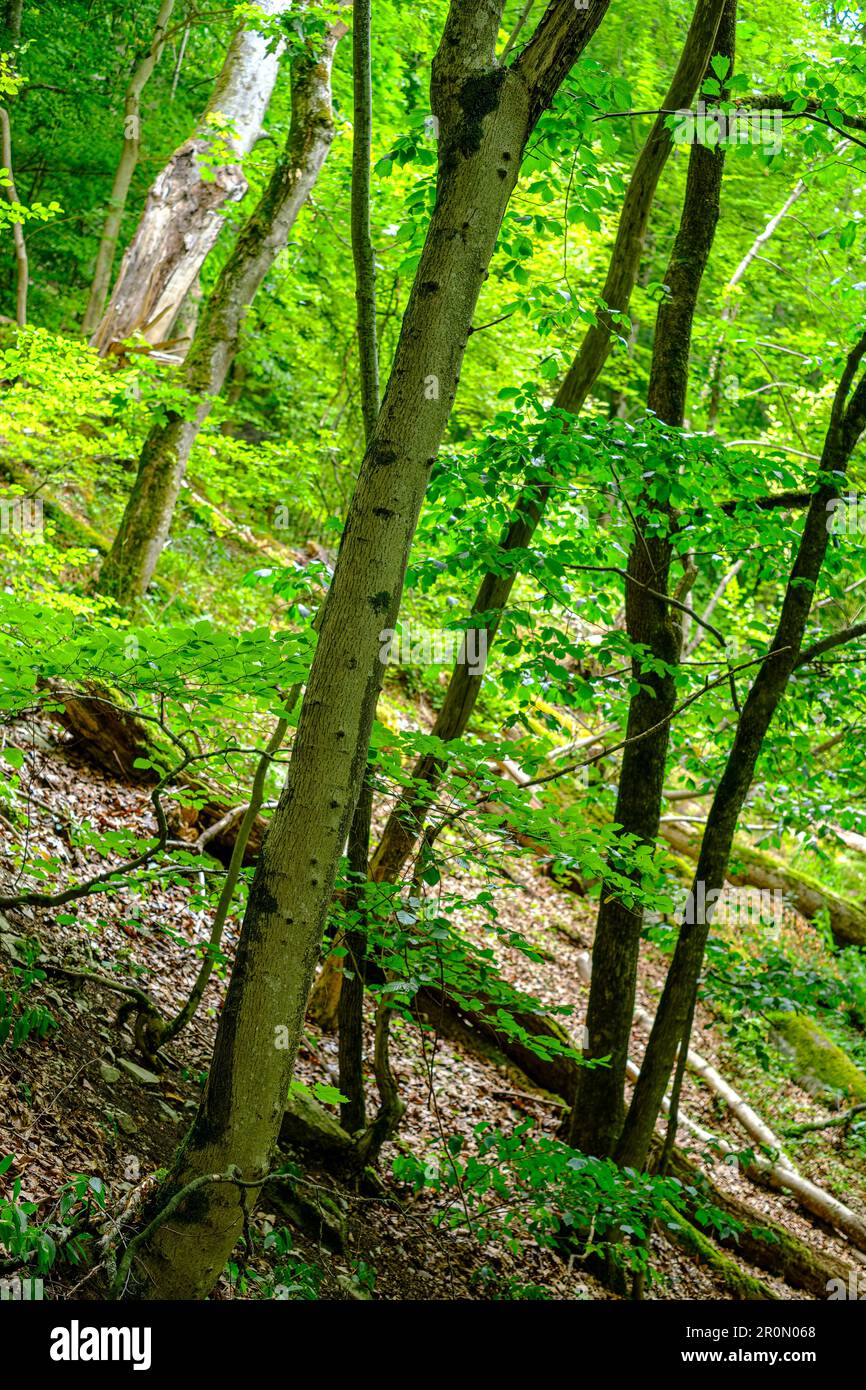 Eine Gruppe von Bäumen an einem Berghang in einem bewaldeten Gebiet, Schwäbische Alb, Deutschland. Stockfoto