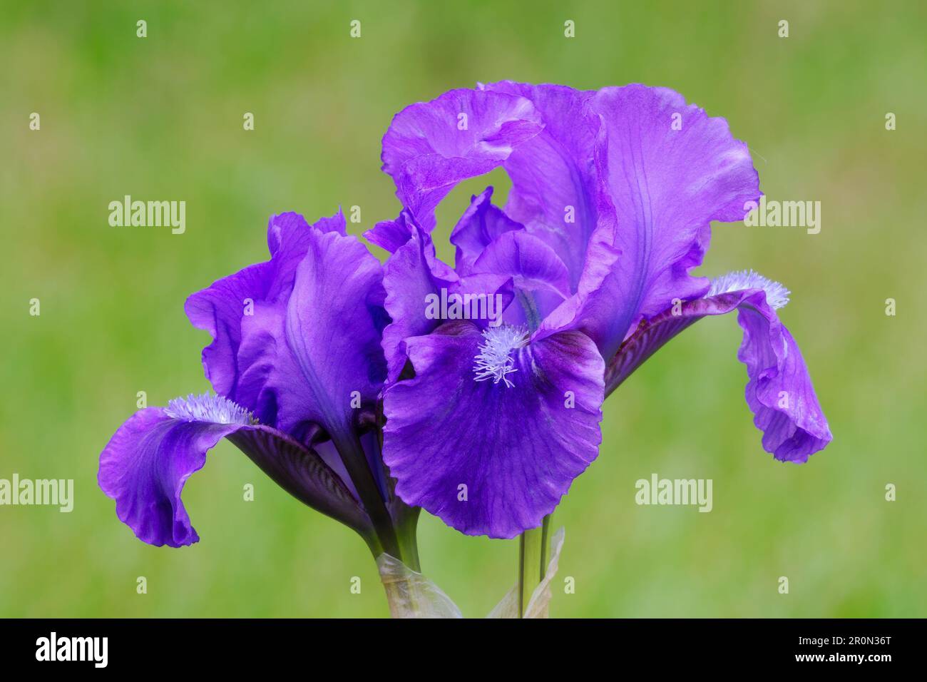 Zwerg Iris pumila, wahrhaft violette Blume, Nahaufnahme. Unscharfer natürlicher grüner Hintergrund. Ziergarten Trencin, Slowakei Stockfoto