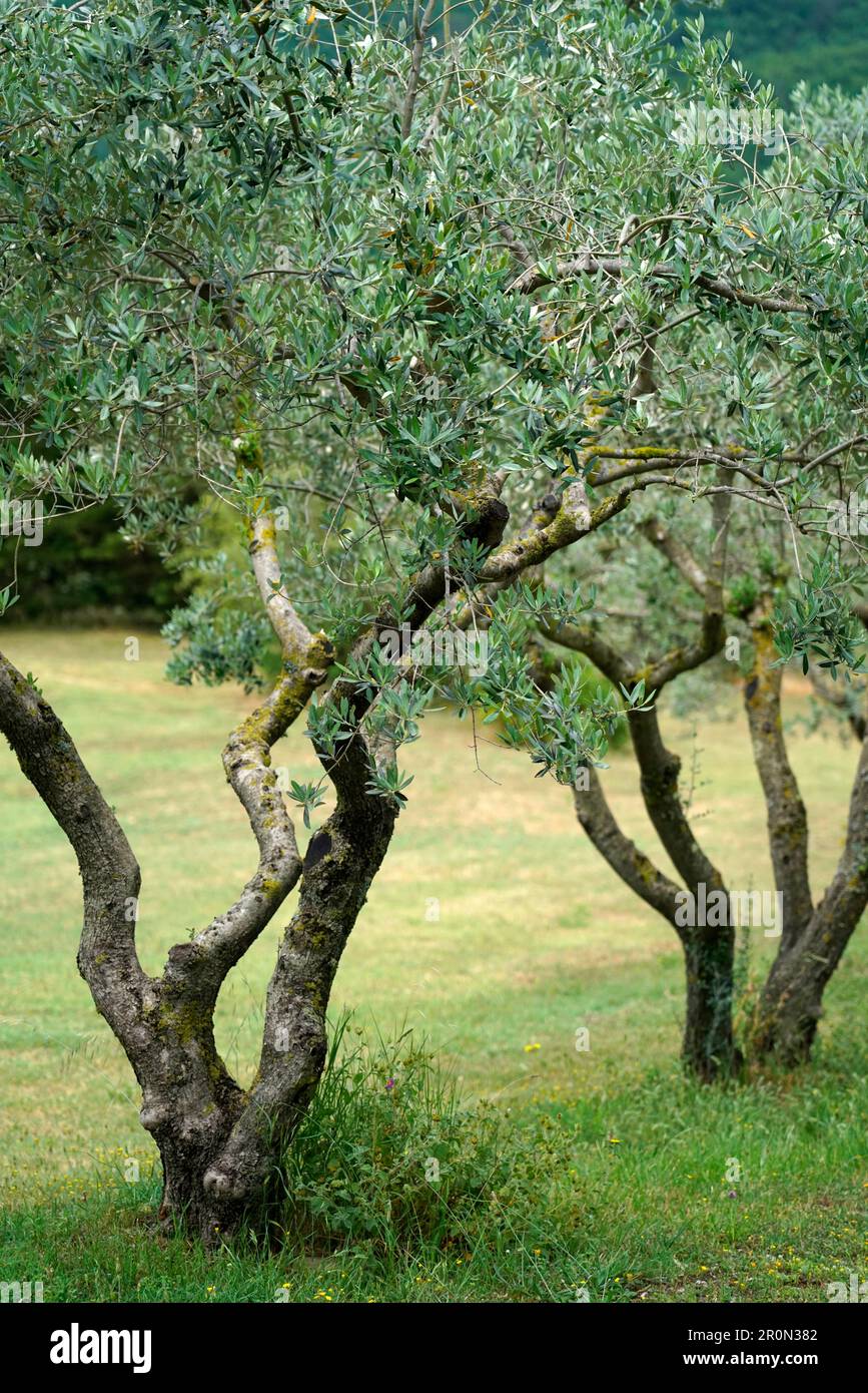 Umbrien Landschaft, nach dem Regen, Tal von Tiberina, Italien, Europa Stockfoto