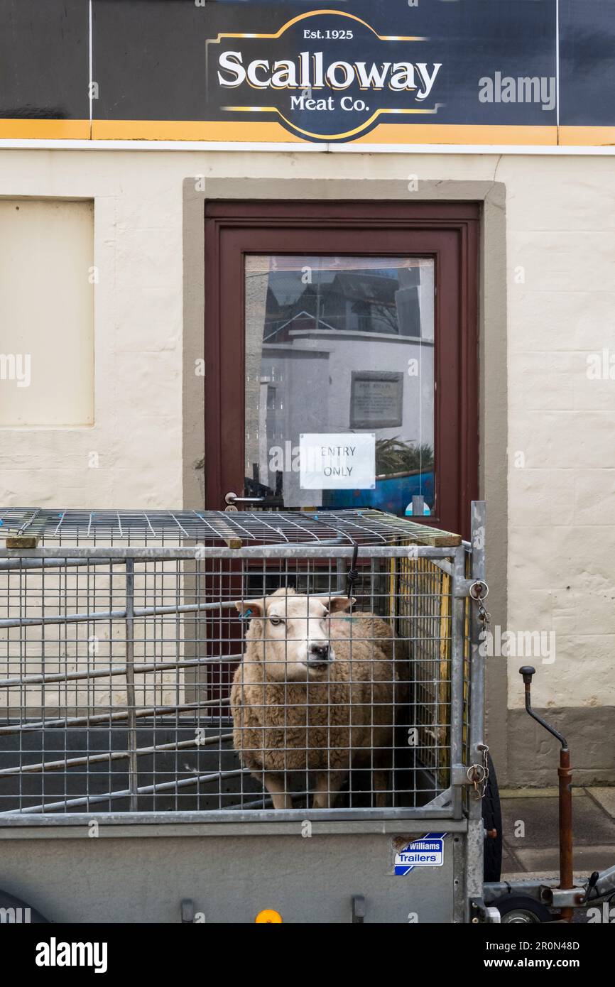 Die Schafe vor der Scalloway Meat Co fangen an, ein schlechtes Gefühl zu bekommen. Stockfoto