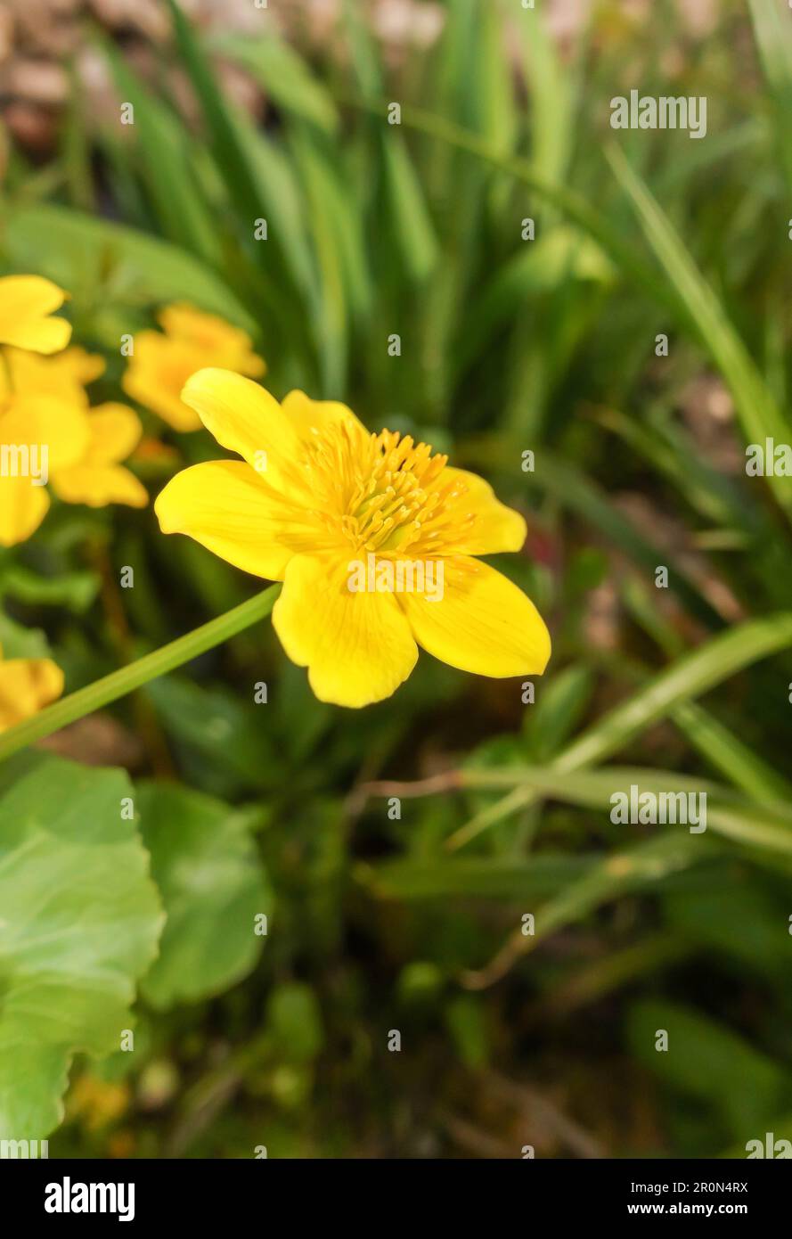 Marsh Marigold (Caltha palustris), Blütenkopf und Stängel, Hereford, England, Großbritannien. April 2023 Stockfoto