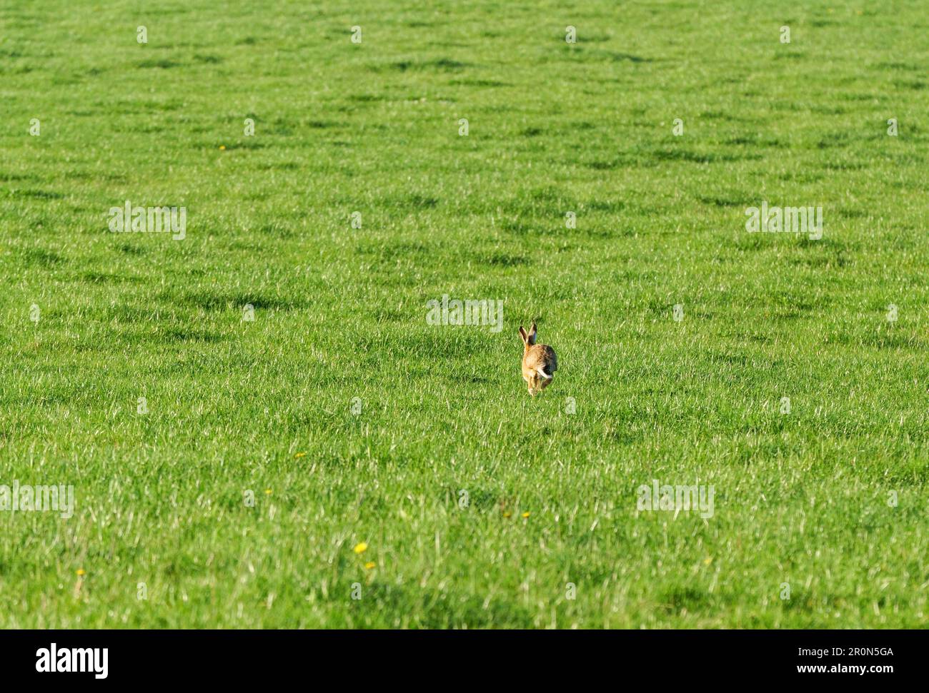 Europäischer Braunhaar (Lepus europaeus), der auf einem Feld in Herefordshire (Großbritannien) verkehrt. April 2023 Stockfoto