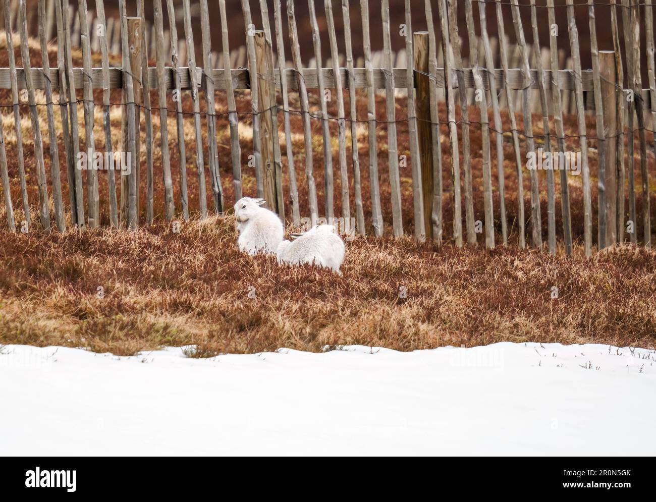 Ein Paar Berghasen (Lepus timidus), auch bekannt als Blauhasen, im Cairngorms National Park Scotland UK. März 2023 Stockfoto