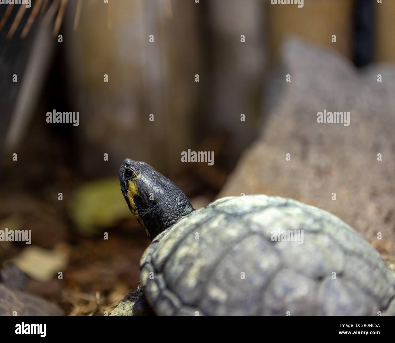 Eine Schildkröte hoch oben auf einem Haufen Holzstämme und Schmutzablagerungen Stockfoto