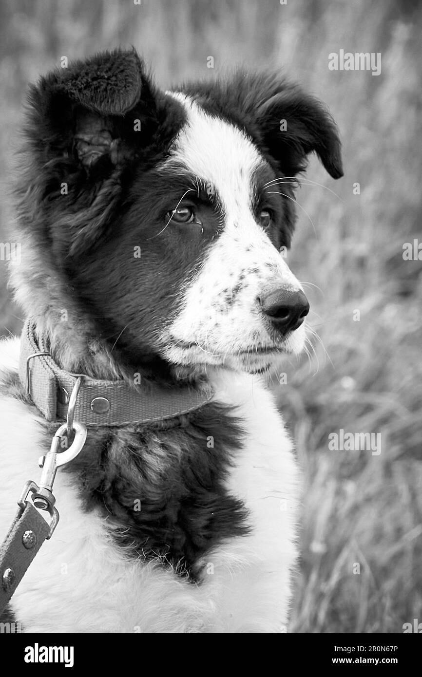 Schwarzweiß-Nahaufnahme eines jungen Hundes Stockfoto