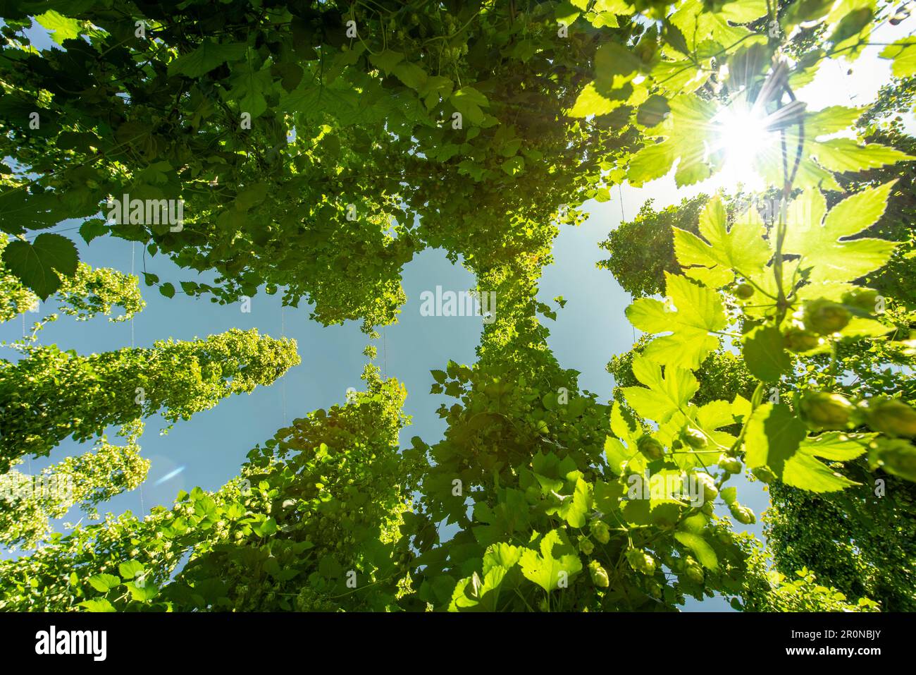 Hopfenlehrpfad Wolnzach im größten Hopfenanbaugebiet der Welt. Wolnzach, Hallertau, Bayern, Deutschland, Europa Stockfoto