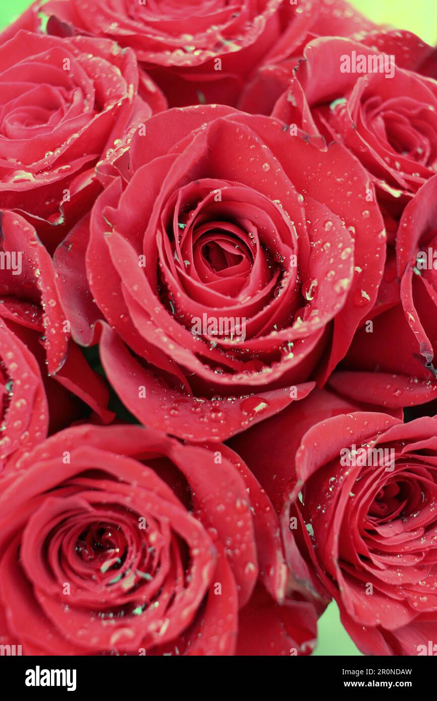 Eine Nahaufnahme einer wunderschönen roten Rosenflehe mit Wassertropfen. Stockfoto
