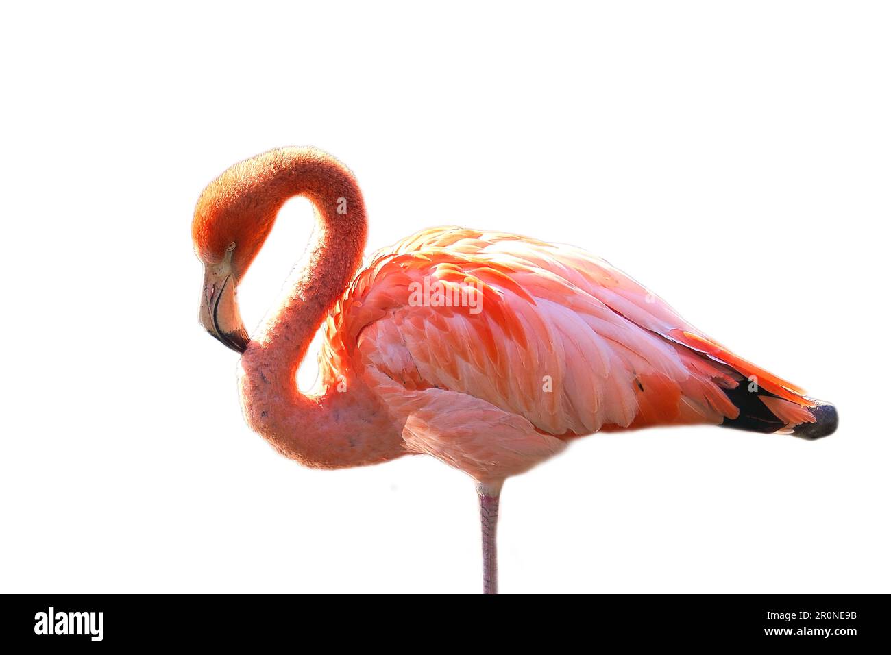 Flamingo, isoliert, abgelöst, zum Bearbeiten. Rosafarbener Vogel. Elegantes Gefieder. Tropischer Vogel. Single im Stehen Stockfoto