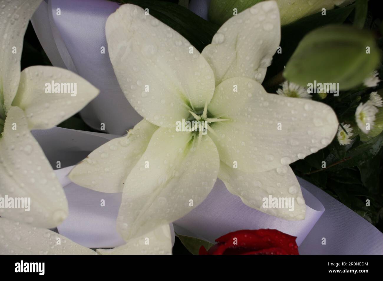 Eine schöne Lilienblume in voller Blüte als Geschenk. Stockfoto