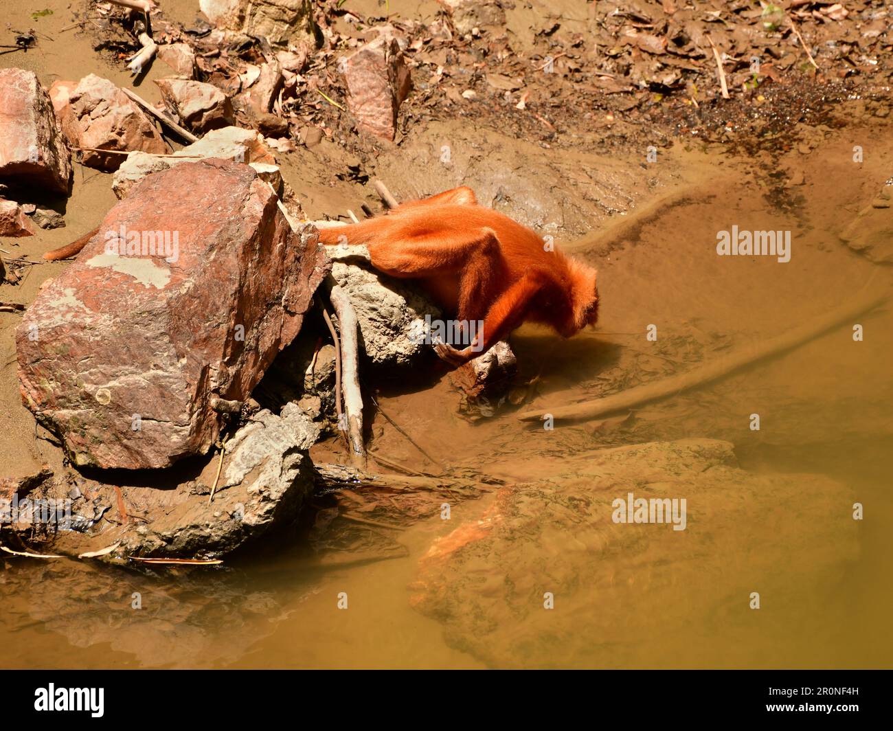 Rotblättriger Affe (Presbytis rubicunda) Trinkwasser in einem Fluss. Sabah, Borneo Stockfoto