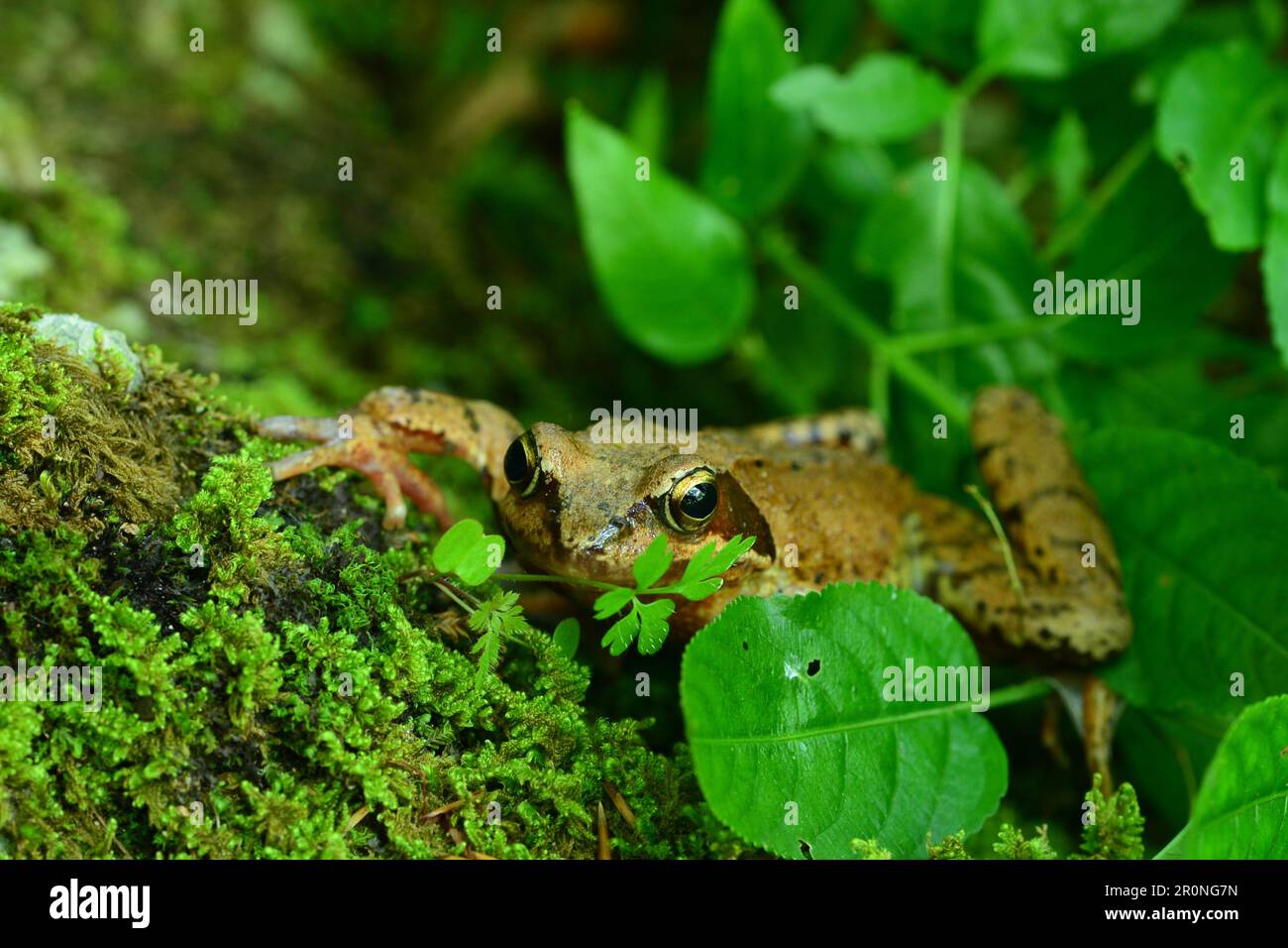 Nahaufnahme des Agile Frog (Rana dalmatina), der sich hinter Blättern versteckt Stockfoto