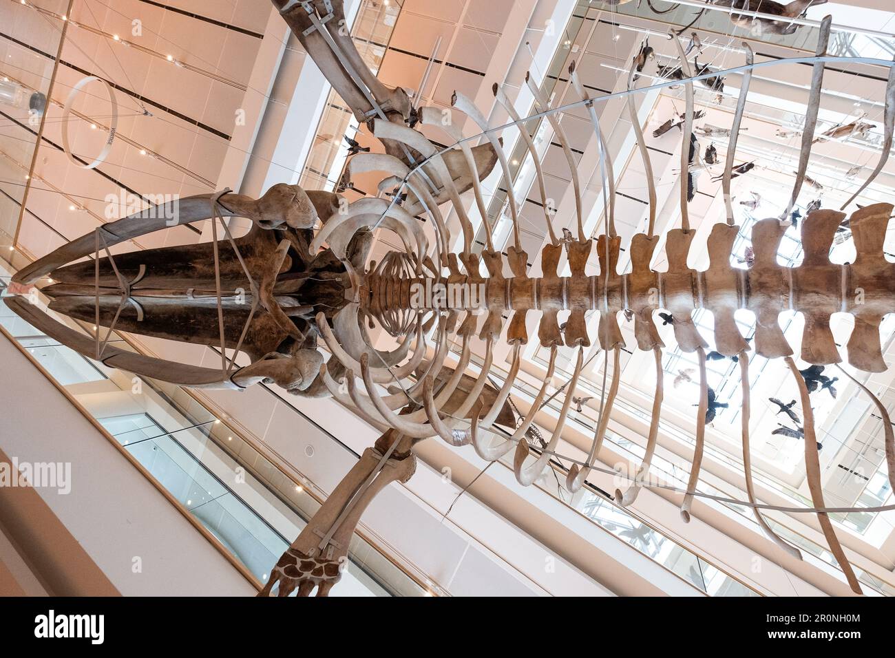 Blick auf das Innere des WISSENSCHAFTSMUSEUMS MUSE in Trento, im Vordergrund eine prähistorische Tierausstellung, Trento, Trentino-Südtirol, Italien, Europa Stockfoto