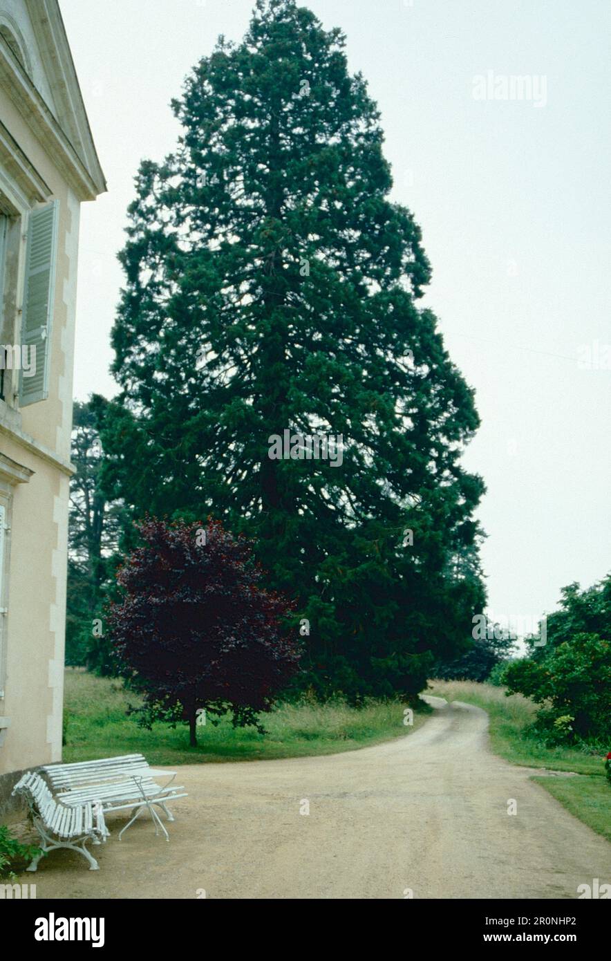 Zwei weiße Bänke, ein großer Baum und eine Landstraße, UK 1980er Stockfoto