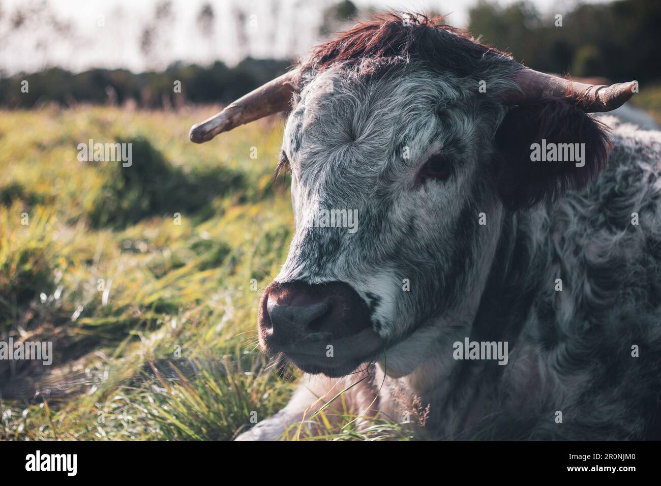 Eine englische Longhorn-Kuh ruht an einem sonnigen Nachmittag auf einem grasbedeckten Feld Stockfoto