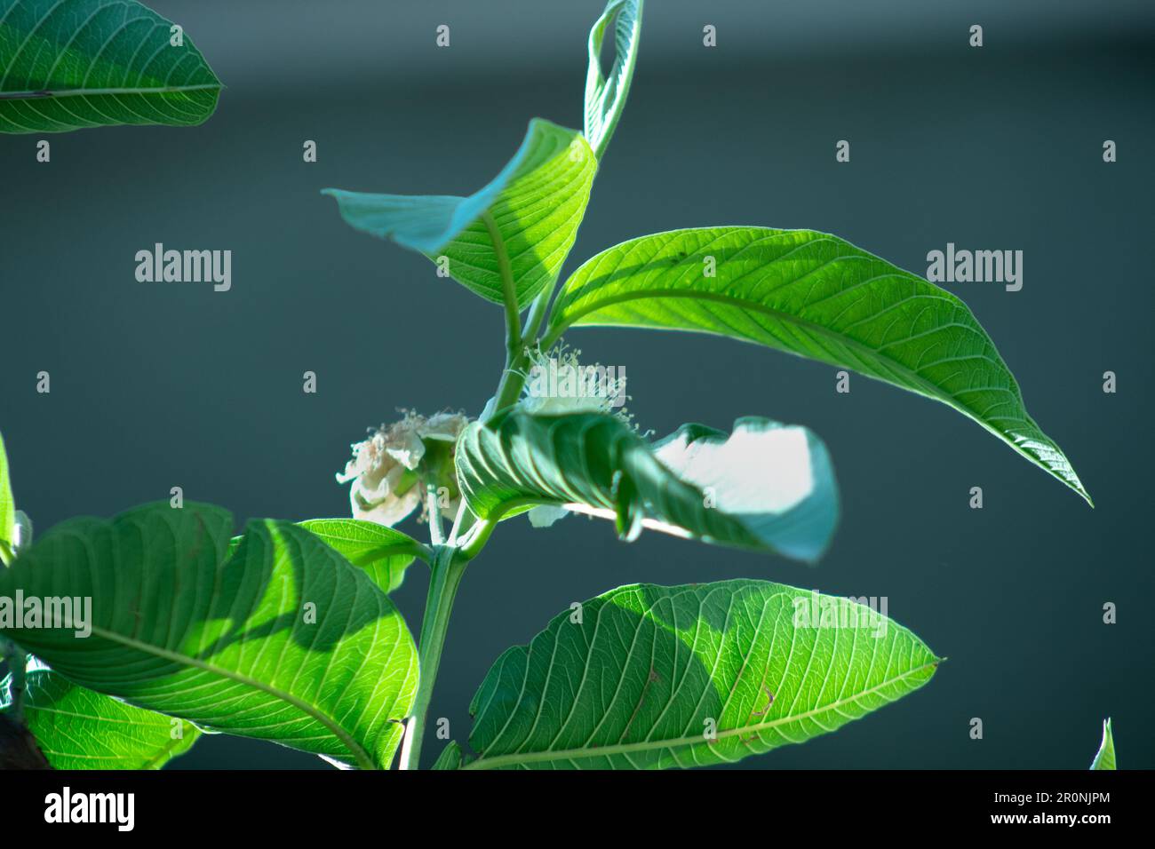 Schöne Guavenpflanze im Garten Stockfoto