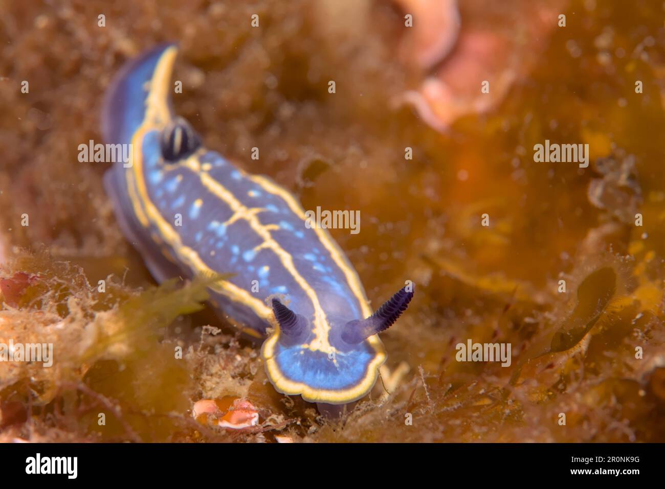 Sesimbra, Portugal Stockfoto