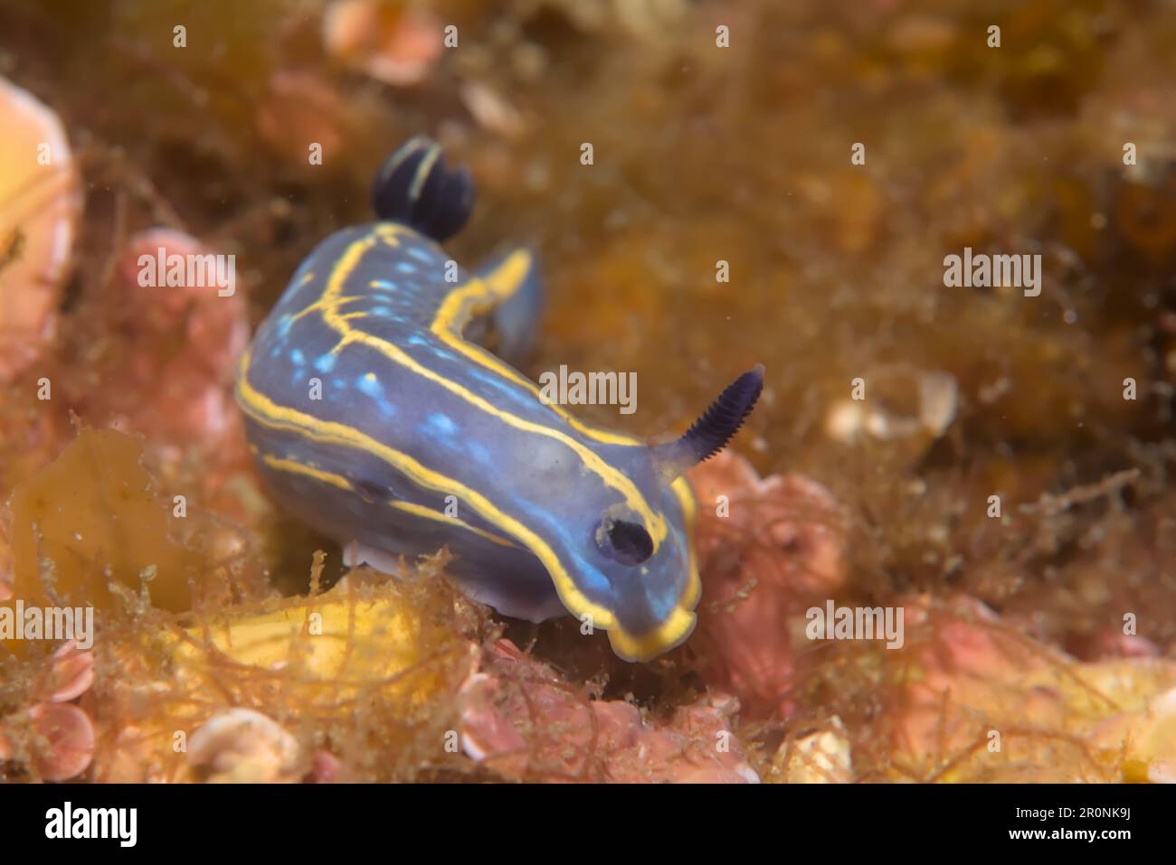 Sesimbra, Portugal Stockfoto