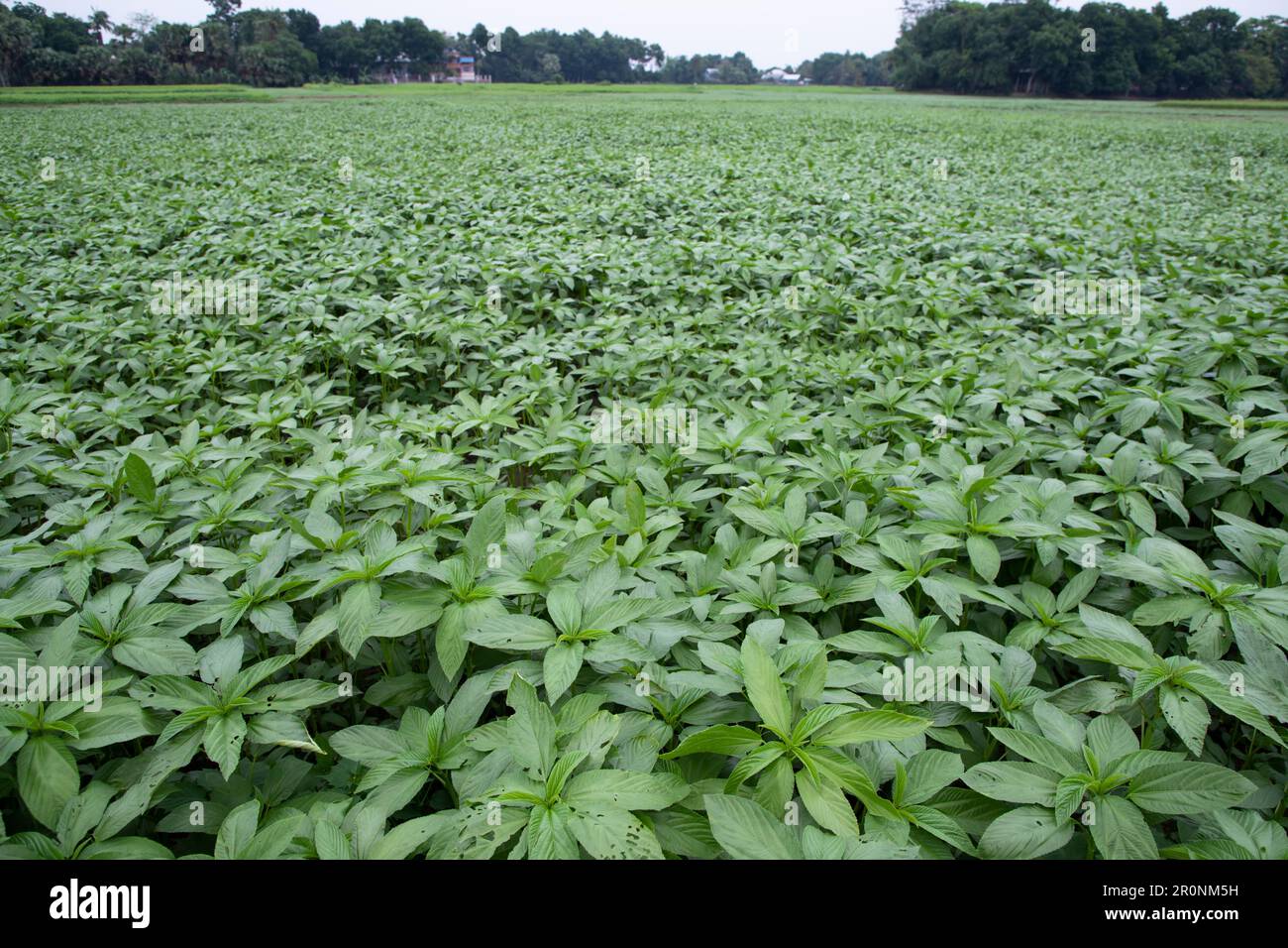 Grüne, rohe Jutefabrik auf dem Feld. Landwirtschaftskonzept Stockfoto