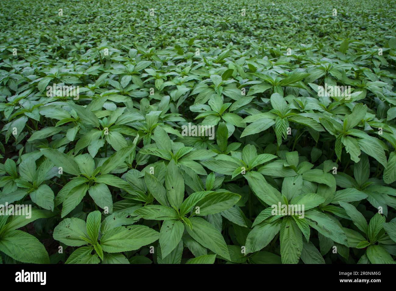Grüne, rohe Jutefabrik auf dem Feld. Landwirtschaftskonzept Stockfoto