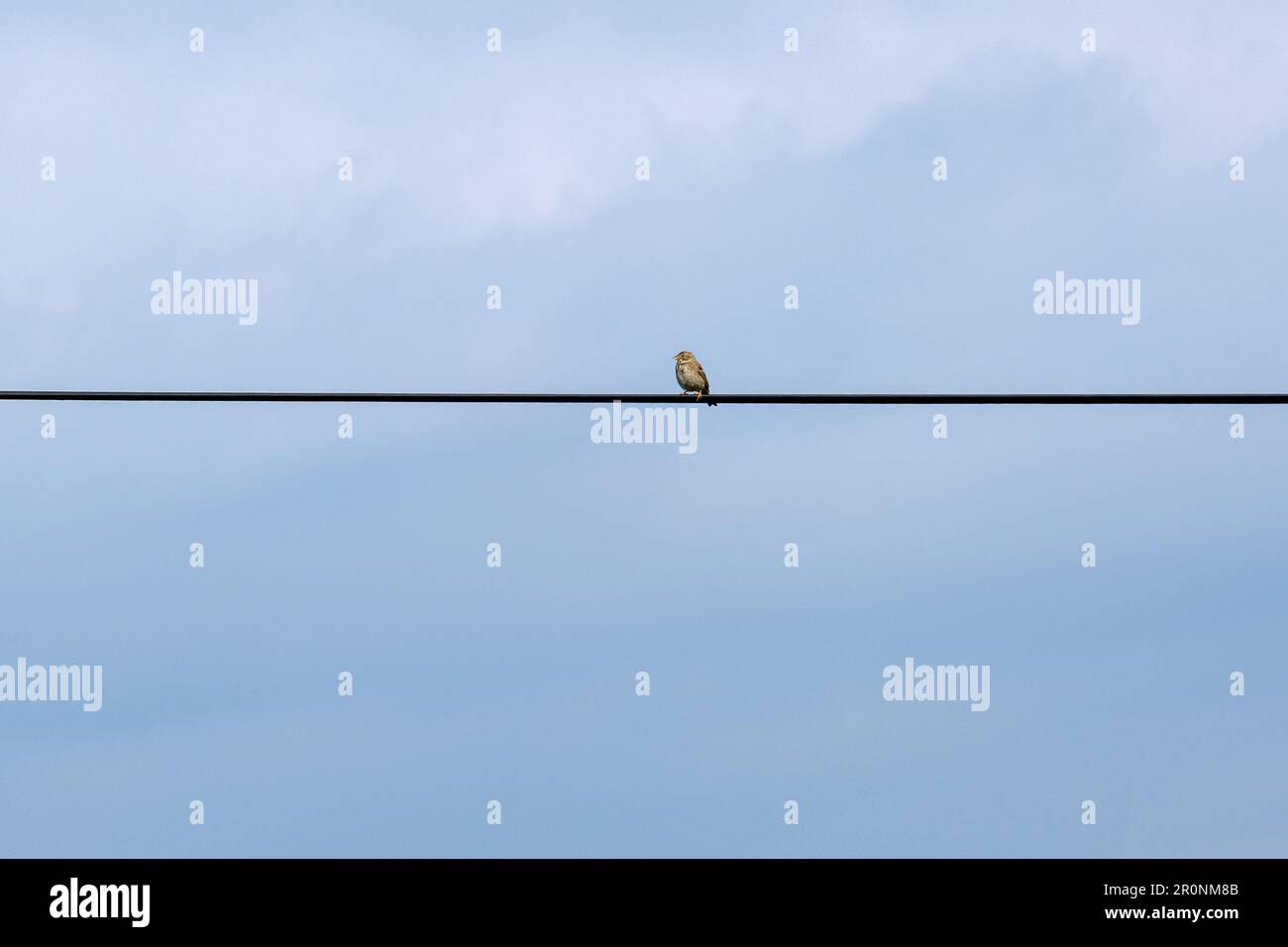 Minimale Hintergrundtapete für Einzelvogelfotografie. Offener Raum. Kleiner Vogel, der auf einem Kabel mit Himmelshintergrund steht. Stockfoto