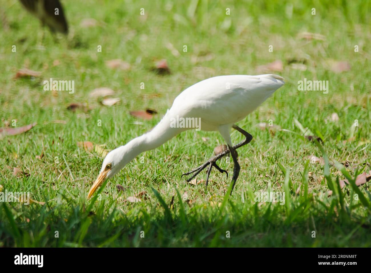 Reiher, die auf dem Rasen gehen, Reiher, Die in der Rangliste Reiher haben weiße Federn im ganzen Körper, lange Hälse. Stockfoto