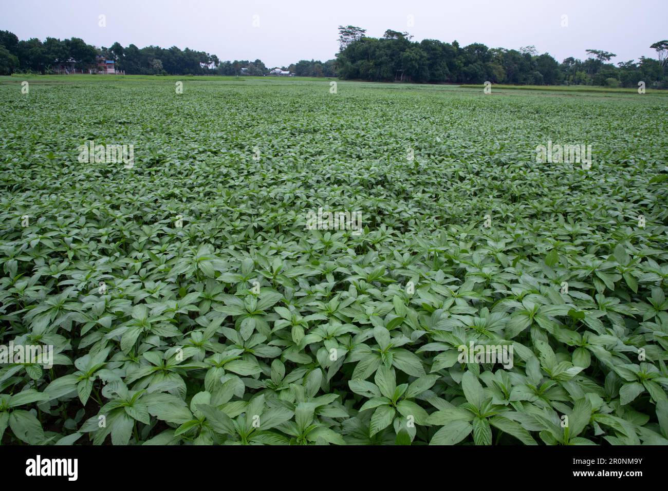 Grüne, rohe Jutefabrik auf dem Feld. Landwirtschaftskonzept Stockfoto