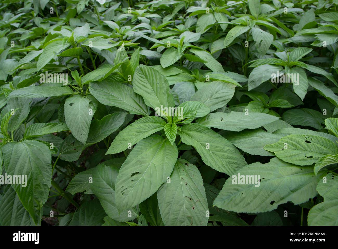 Nahaufnahme Fokus Draufsicht auf grünes Jutenblatt Stockfoto