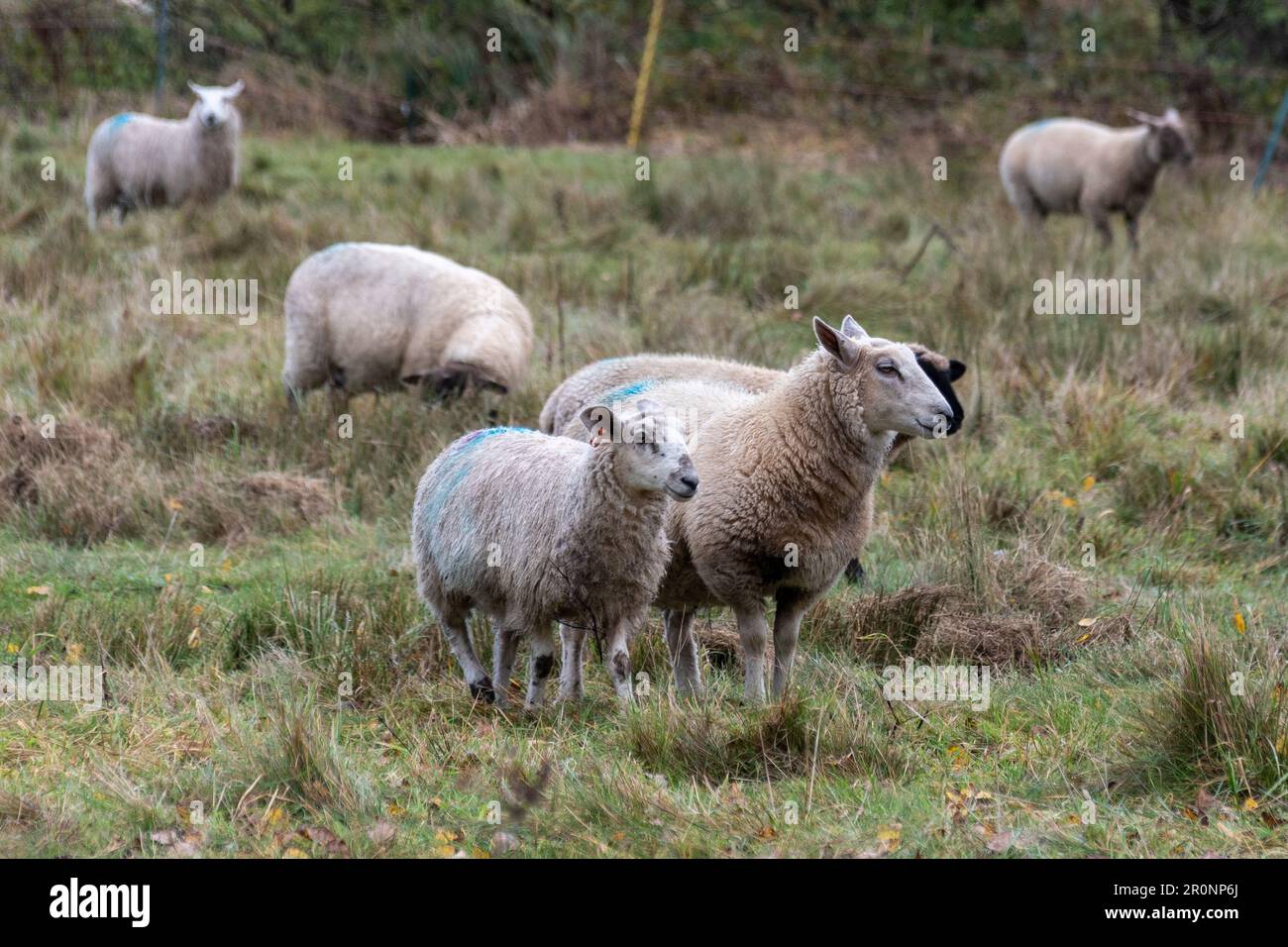 Das Schaf und das halbausgewachsene Lamm stehen zusammen in einem Schrubberfeld aus gemischten