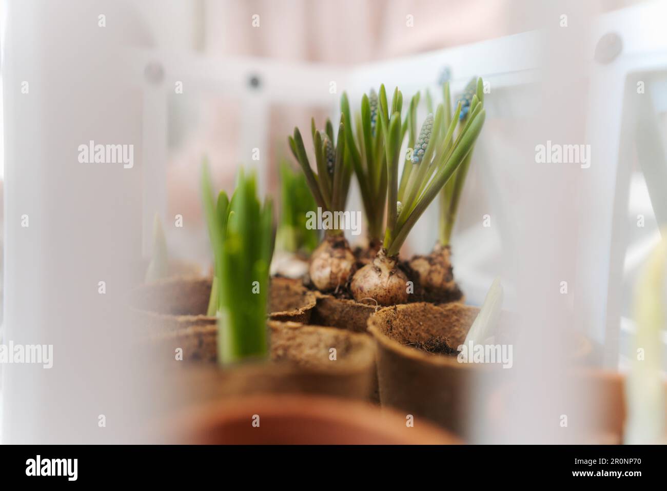 Nahaufnahme des Blumenanbaus in Papiertöpfen. Stockfoto