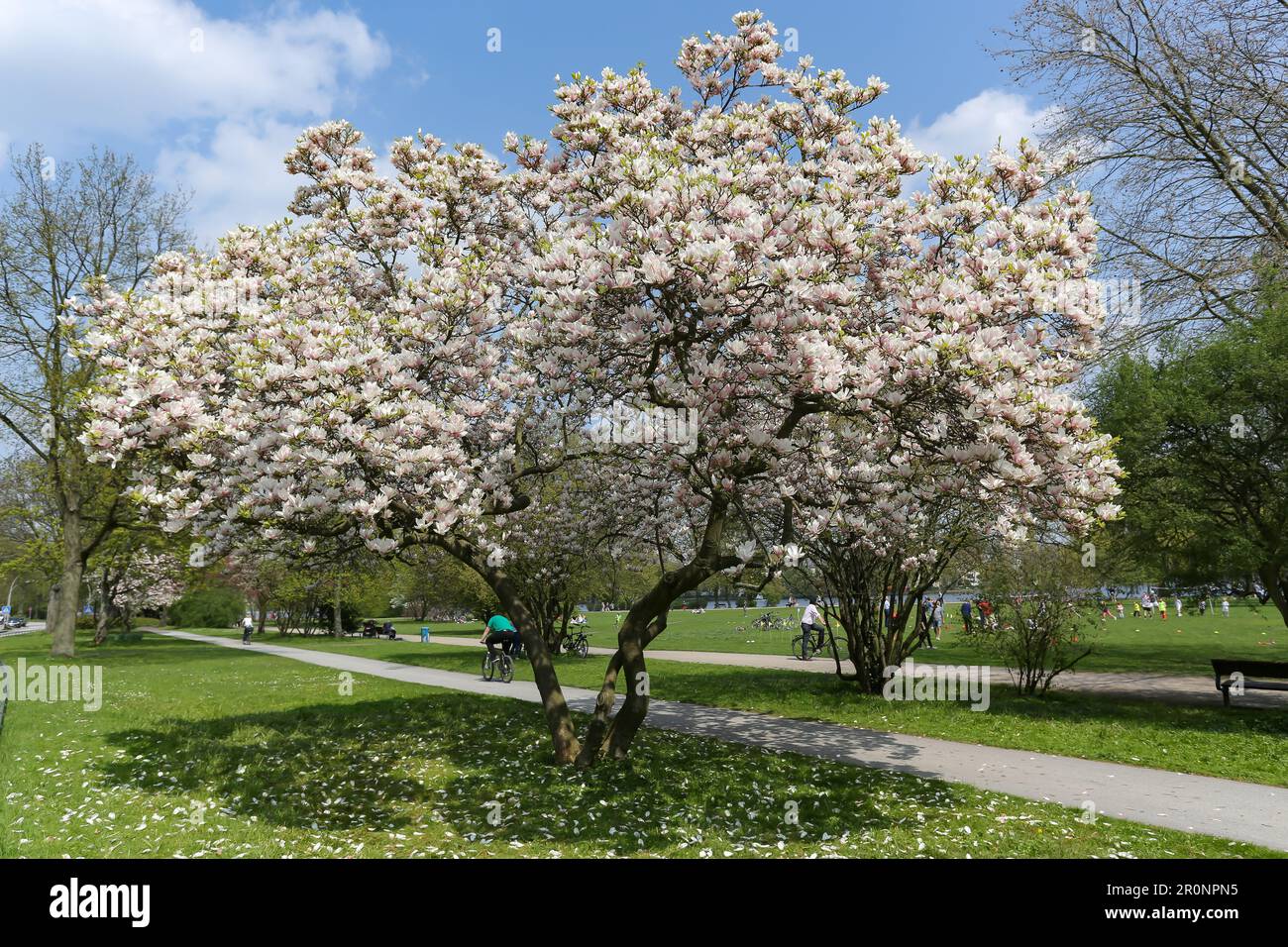 Blühender Magnolienbaum im hamburger Alsterpark Stockfoto