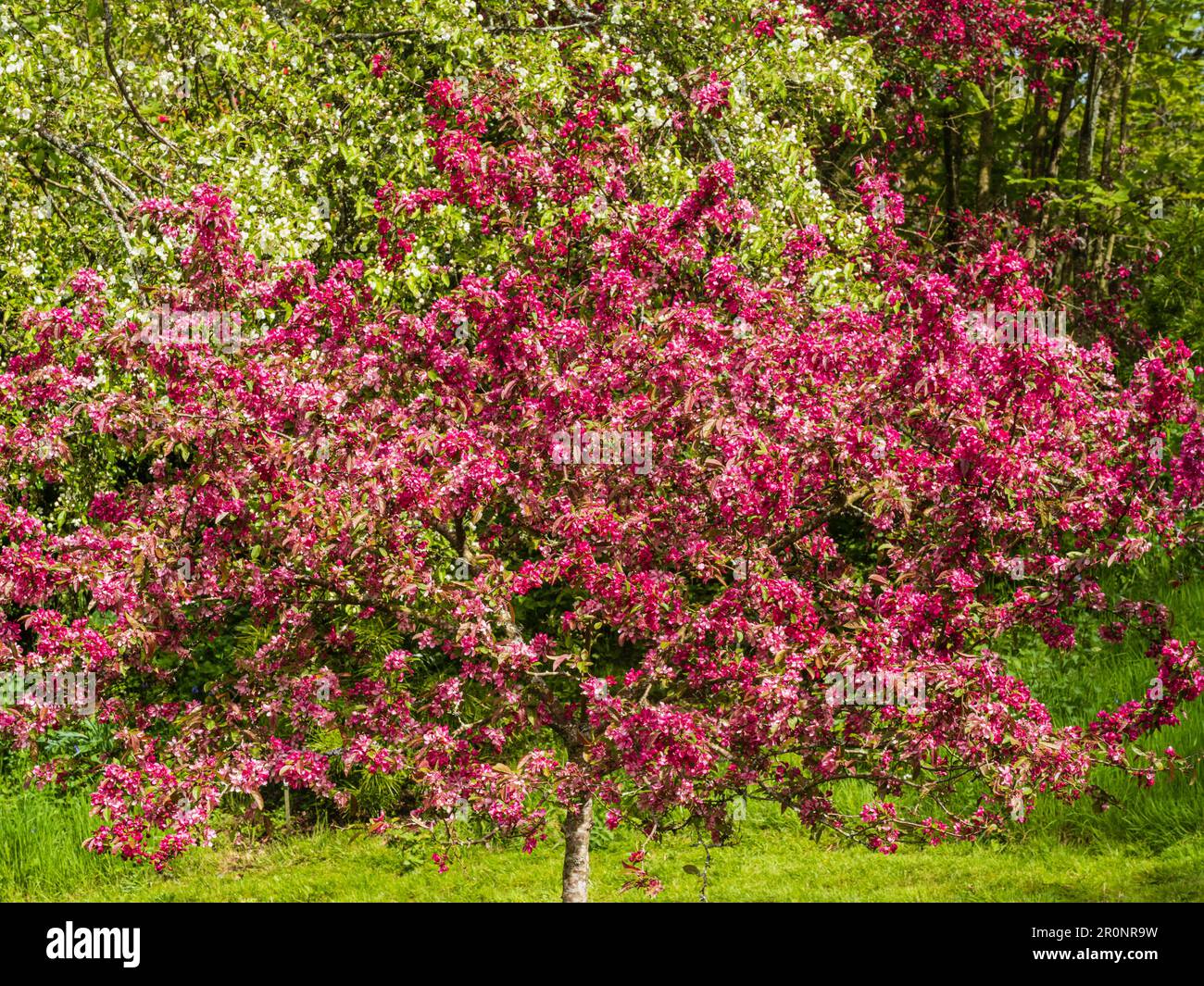 Junger, im Frühling blühender, harter Baum des dekorativen Krabbenapfels, Malus „Indische Magie“ Stockfoto