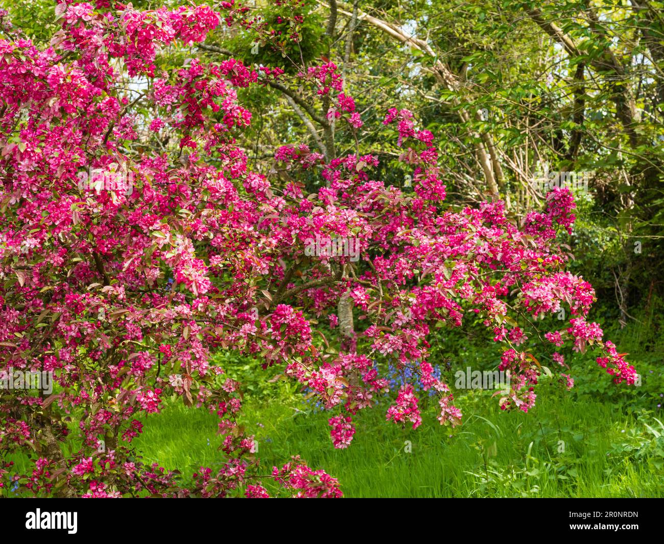 Junger, im Frühling blühender, harter Baum des dekorativen Krabbenapfels, Malus „Indische Magie“ Stockfoto
