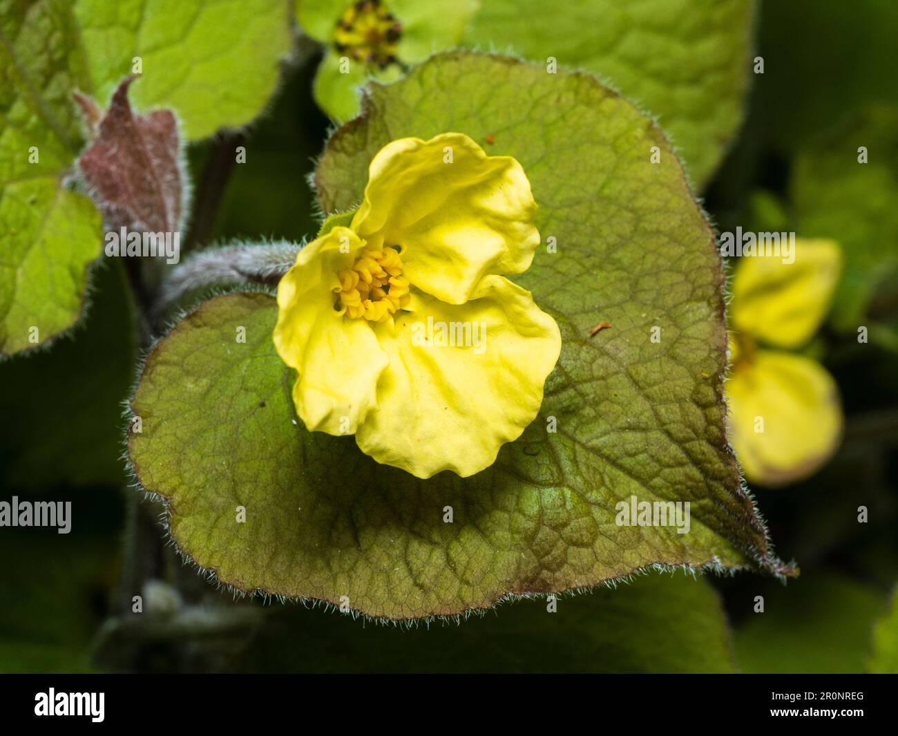 Gelbe Blüten des hartnäckigen Waldes, Saruma henryi, kontrastieren mit samtigen Blättern Stockfoto