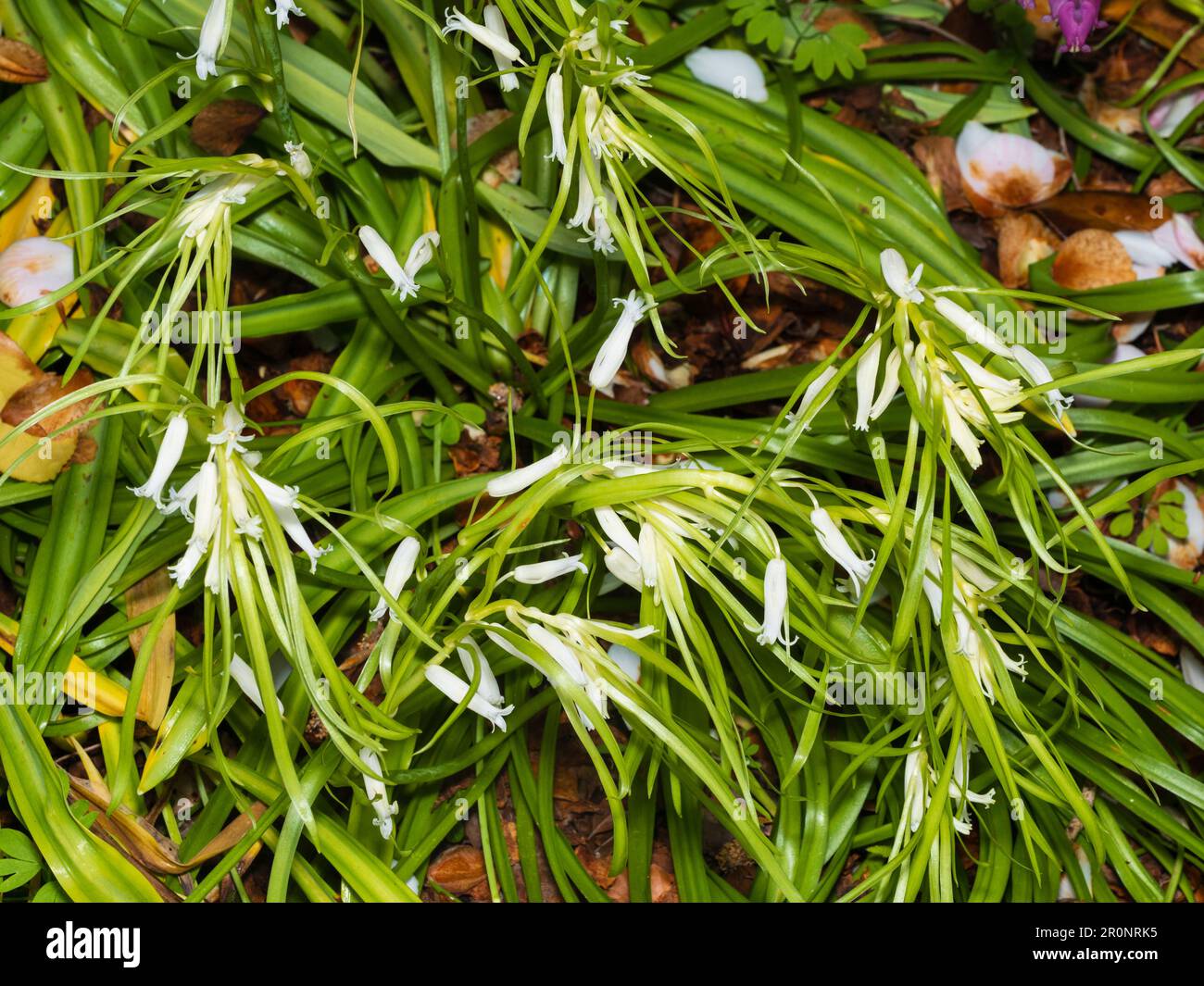 Ungewöhnlicher weiße Brakteat Form der UK systemeigene Glockenblume, Hyacinthoides non-Scriptus, hat Blätter aus dem Blütenstiel wachsen Stockfoto