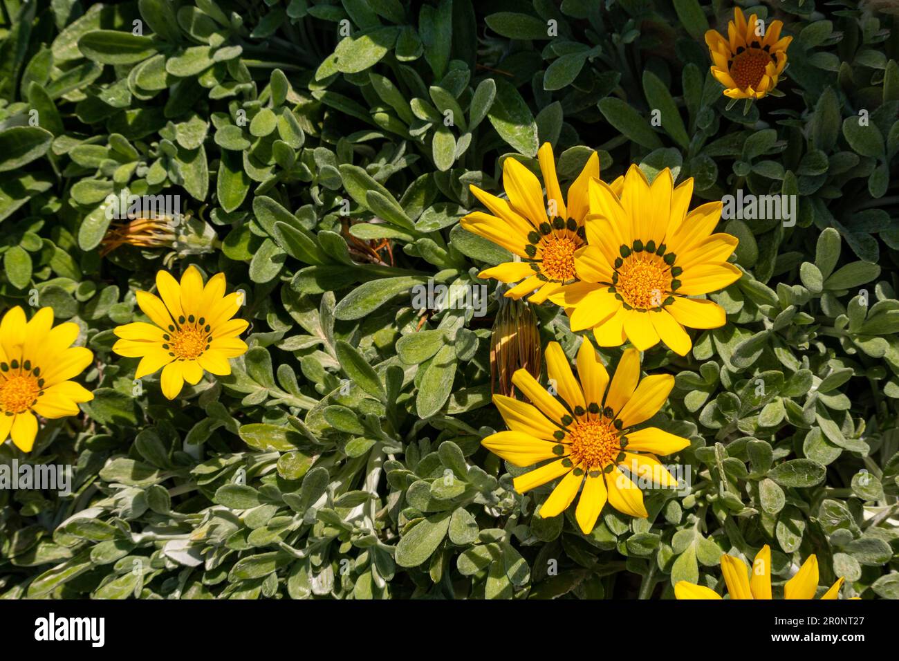 Gelbe Gänseblümchen aus Gazania in voller Blüte Stockfoto