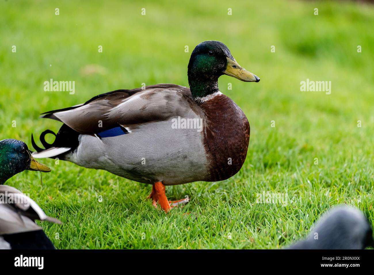 Seitenansicht einer Mallard-Ente, die auf einer Grasbank steht Stockfoto