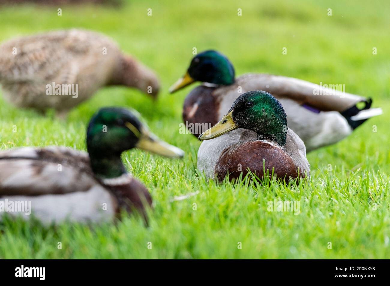 Mallard Ducks auf dem Gras Stockfoto
