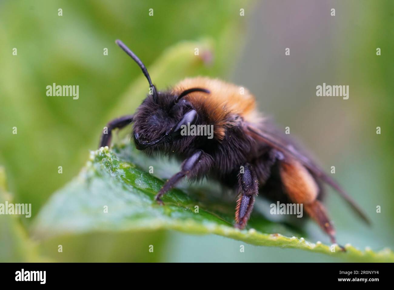 Detaillierte Nahaufnahme einer weiblichen Clarkes Bergbaubiene, Andrena Clarkella, die auf einem grünen Blatt sitzt Stockfoto